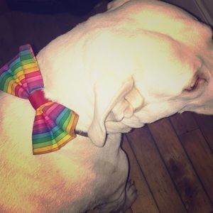 Rainbow Striped Bow for Dogs